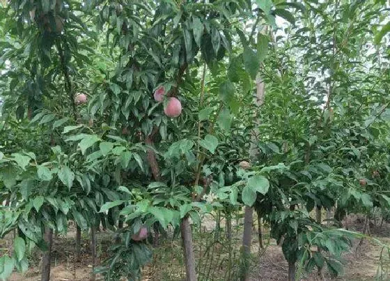 植物产地|西梅是哪里产的水果 西梅的产地在我国什么地方