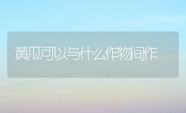 黄瓜可以与什么作物间作 | 蔬菜种植