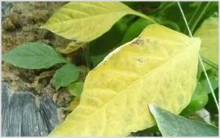 辣椒缺氮有什么危害？怎样防治？ | 植物病害