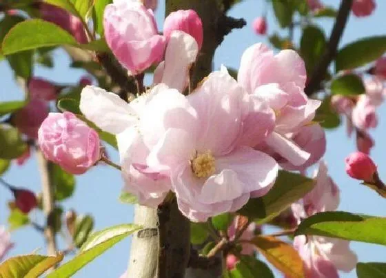 花朵|海棠花的特点