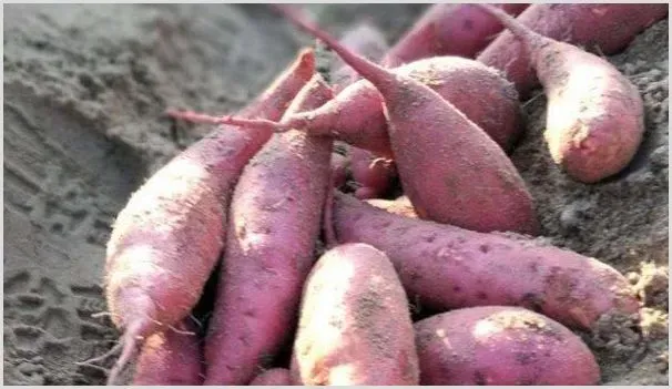 红薯施肥高产技巧？施肥的时间把握 | 种植技术