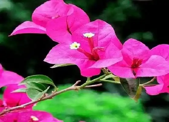植物寓意|三角梅的寓意和风水意义 三角梅风水上有忌讳吗