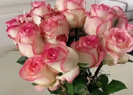 花语|各种玫瑰花颜色代表的含义（玫瑰花花语和象征含义大全）