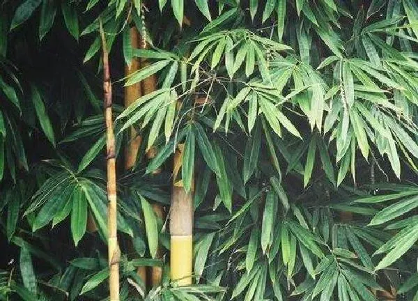 养殖科普|竹子喜不喜欢阳光