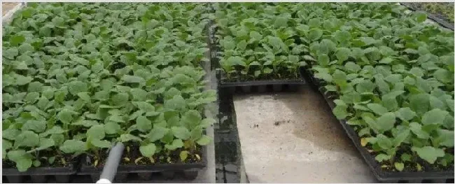 蔬菜怎么育苗 | 自然知识