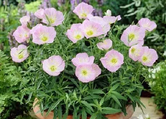 花语|什么花代表暗恋