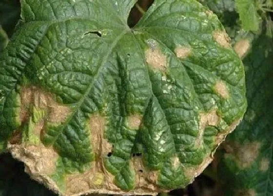 植物病害|苋菜炭疽病的发病原因与治疗方法