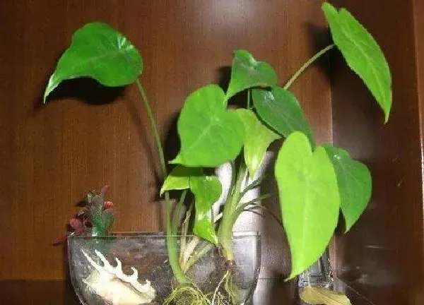 植物浇水|千手观音几天浇一次水 春夏秋冬各不同