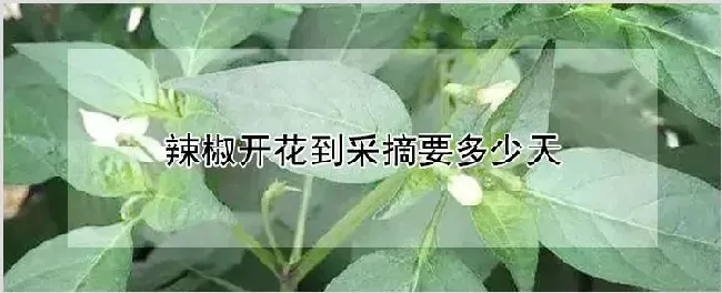 辣椒开花到采摘要多少天 | 种植资料