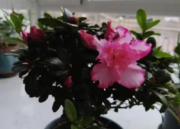 养殖科普|家里有婴儿适合养什么花或植物