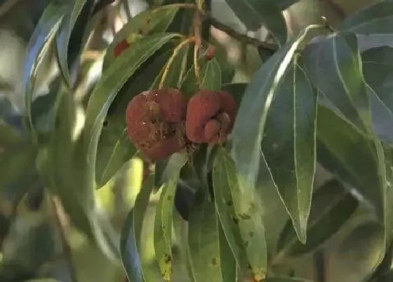 植物百科|阴香树又叫什么名字