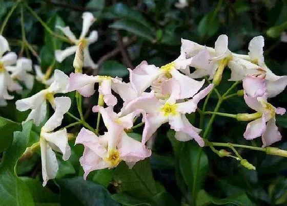 植物百科|茉莉花有几种颜色 分别是什么颜色