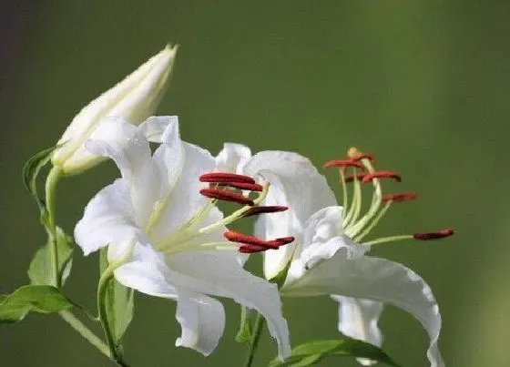 花语|白百合代表什么花语