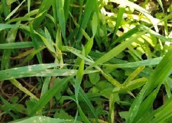 植物病害|专治锈病特效药有哪些（防治小麦条锈病用什么药效果好）