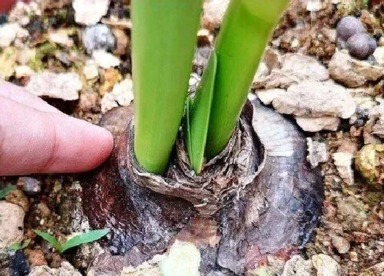 种球|朱顶红种球种植方法和时间 刚买的朱顶红种球怎么栽培
