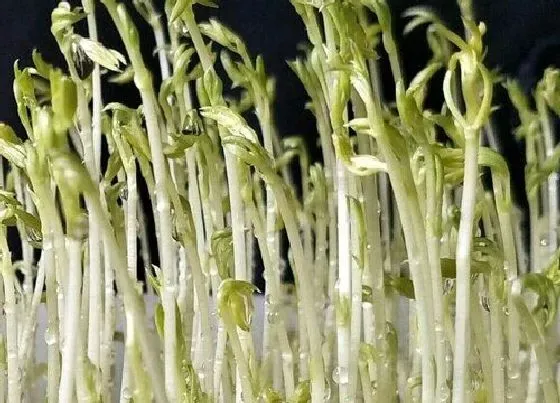 植物百科|山芽菜又叫什么名字
