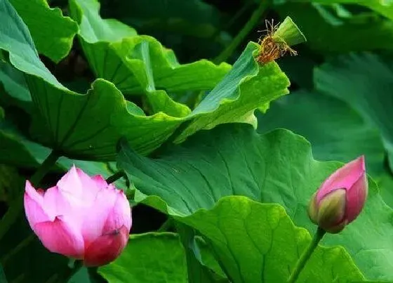 种植管理|睡莲几月份种植最好 在什么季节种植好