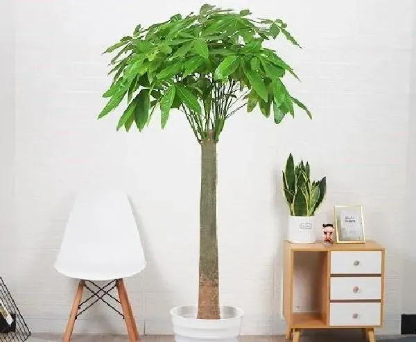 植物浇水|发财树浇水要浇透吗 浇水浇多少合适