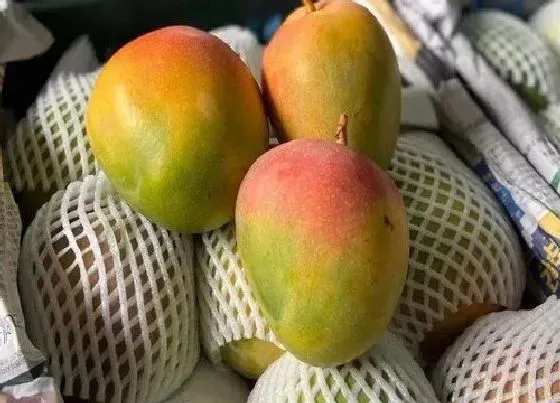 果实科普|攀枝花芒果哪个品种最好吃  攀枝花芒果品种排名