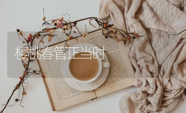 樱桃春管正当时 | 瓜果种植