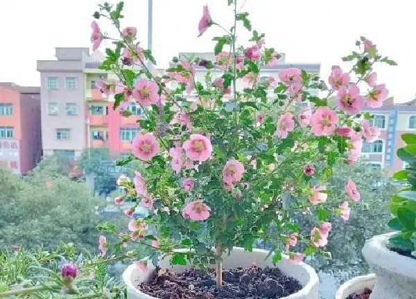 植物浇水|木槿花几天浇一次水 春夏秋冬各不同