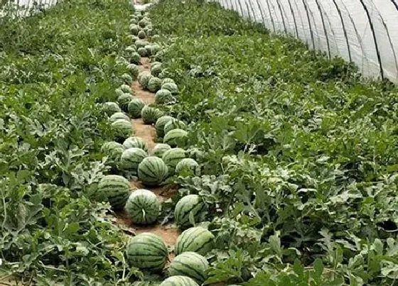 冬天植物|西瓜怕冻吗 能放在室外过冬吗