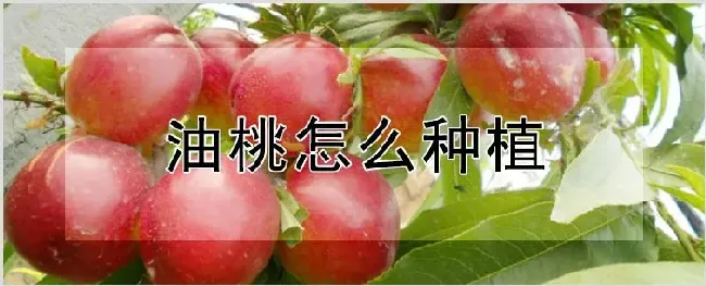 油桃怎么种植 | 农业科普