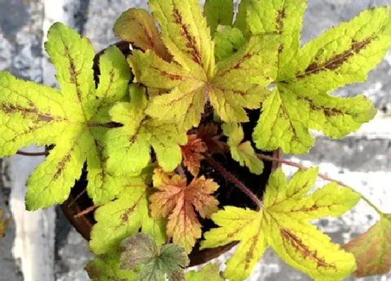 庭院摆放|能过冬的庭院花卉植物 北方院子里冬天能越冬的花