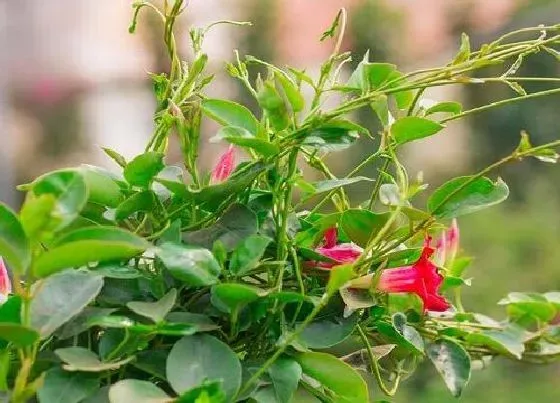 植物香味|飘香藤花有香味吗