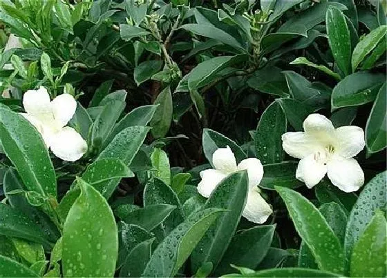 植物繁殖|非洲茉莉怎么繁殖方法和注意事项