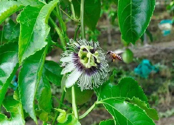 不开花|百香果不开花是什么原因