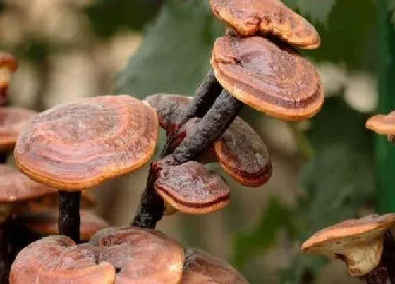 功效常识|灵芝草的功效与作用及食用方法