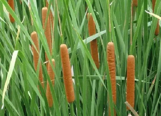 绿植|粘性土适合种什么植物