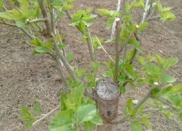 植物发芽|桑树什么时候发芽长叶