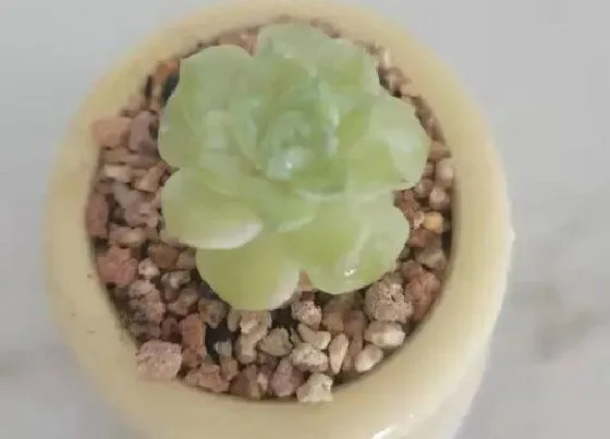 植物施肥|多肉怎么施肥才能更旺盛，如何给多肉施肥料又肥又胖）