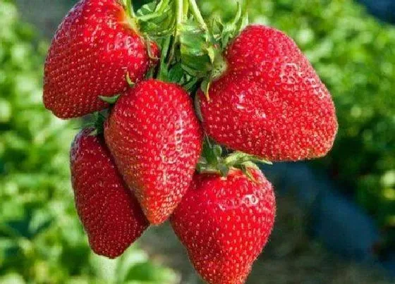 果实科普|介绍巧克力草莓是什么品种（巧克力奶油草莓产地是哪里）