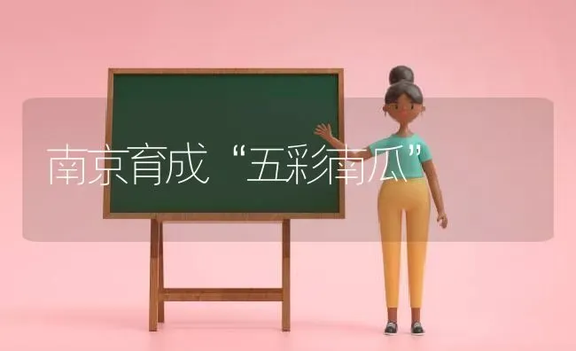 南京育成“五彩南瓜” | 蔬菜种植