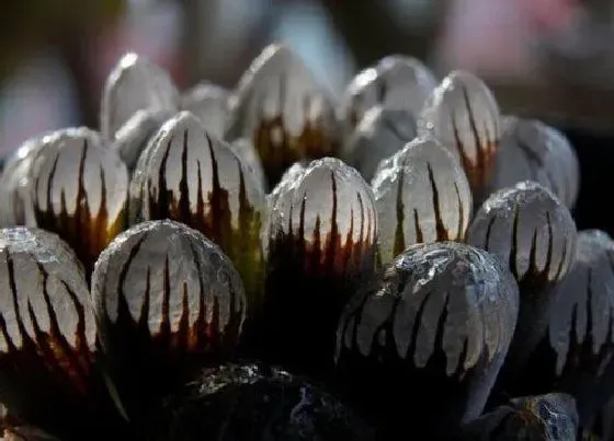 习性特点|樱水晶开花是什么样子（图片） 开花的花语