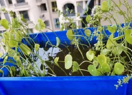 叶子发黄|铜钱草叶子发黄是什么原因 土培和水培铜钱草黄叶原因