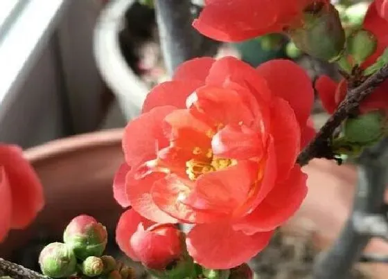 开花时间|海棠什么季节开花 开花时间