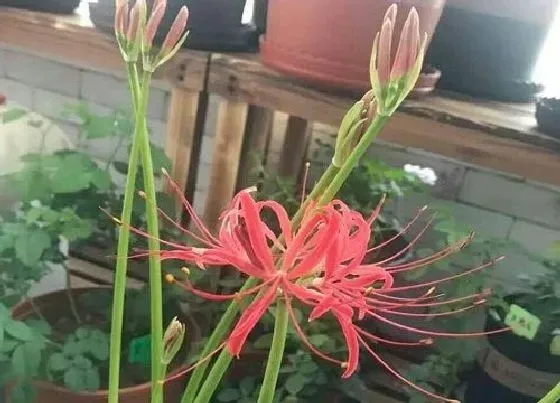 种植位置|彼岸花适合种在什么地方 生长在什么环境合适