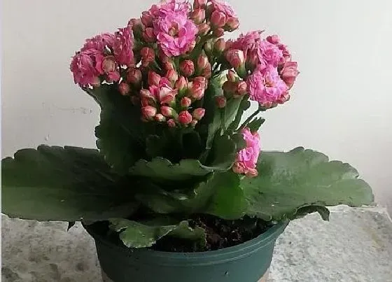 植物施肥|长寿花施什么肥粗壮叶子肥，长寿花小苗用什么肥长得快）