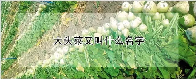 大头菜又叫什么名字 | 自然知识