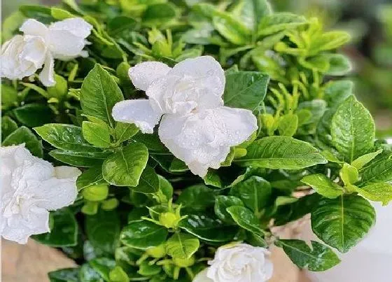 叶子发黄|栀子花的叶子干枯掉叶怎么办（叶子枯的原因及补救处理）