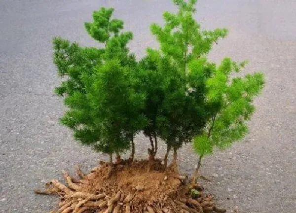 植物换土|澳洲杉怎么换土换盆