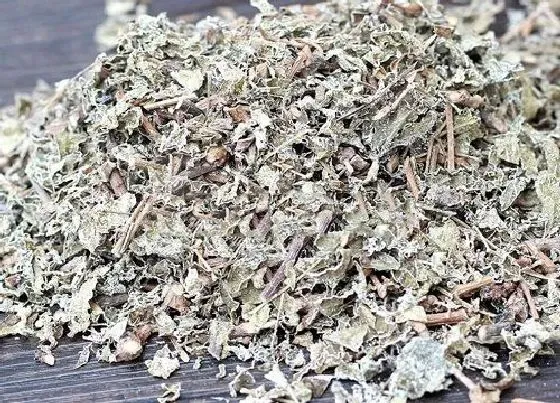 植物产地|雪茶产地在什么地方 属于哪里的特产