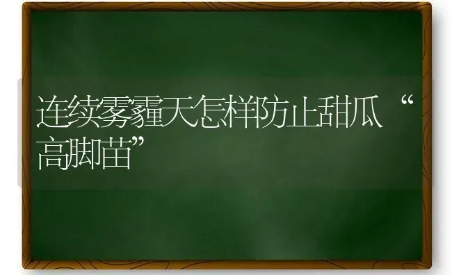 连续雾霾天怎样防止甜瓜“高脚苗” | 瓜果种植