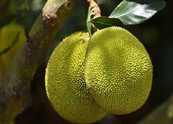 冬天植物|菠萝蜜树在北方冬天怎么过冬 北方菠萝蜜树冬天会冻死吗