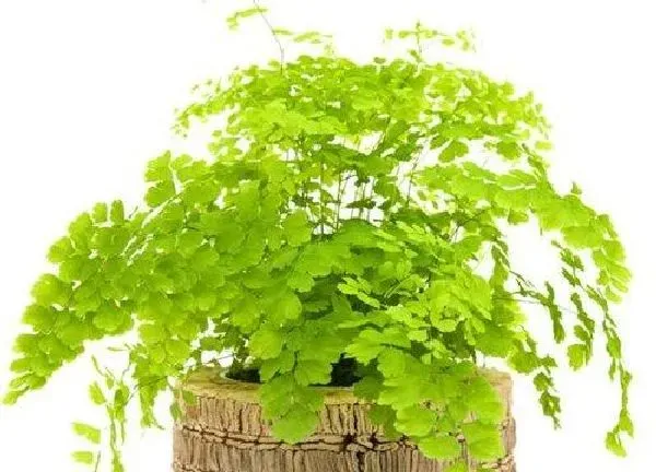 植物浇水|铁线蕨需要每天浇水吗