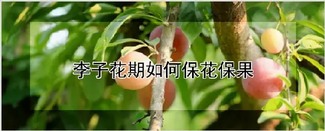 李子花期如何保花保果 | 种植资料